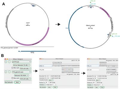 ApE, A Plasmid Editor: A Freely Available DNA Manipulation and Visualization Program